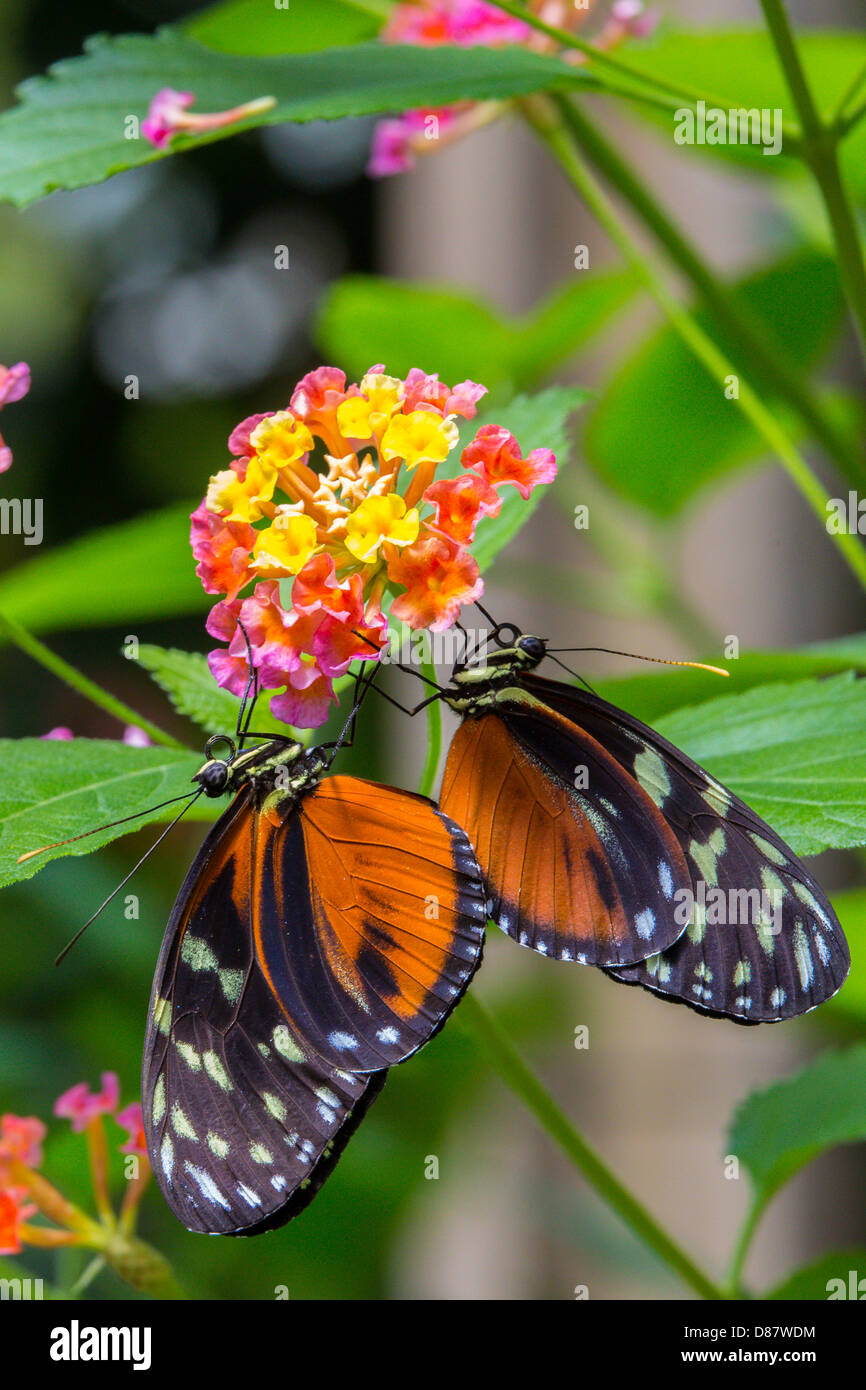 Two butterflies on flower at the Butterfly show at the Franklin Park