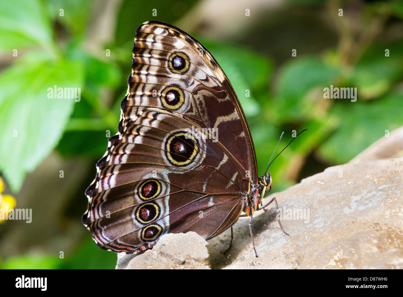 Butterfly at the Butterfly show at the Franklin Park Conservatory in Columbus Ohio Stock Photo
