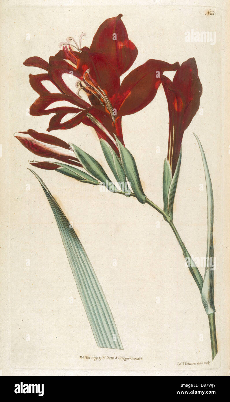 Gladiolus Cardinalis Stock Photo