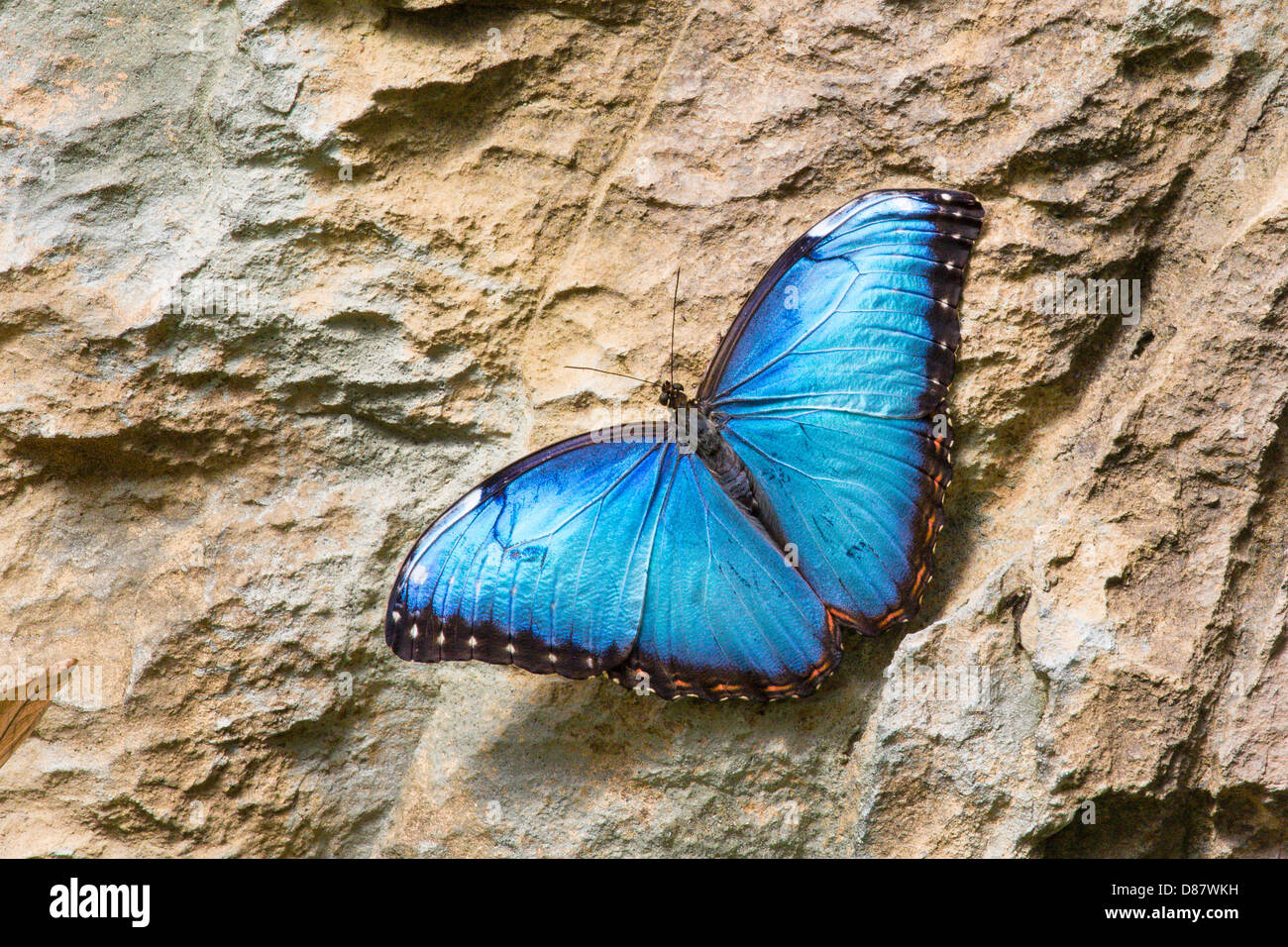 Butterfly at the Butterfly show at the Franklin Park Conservatory in
