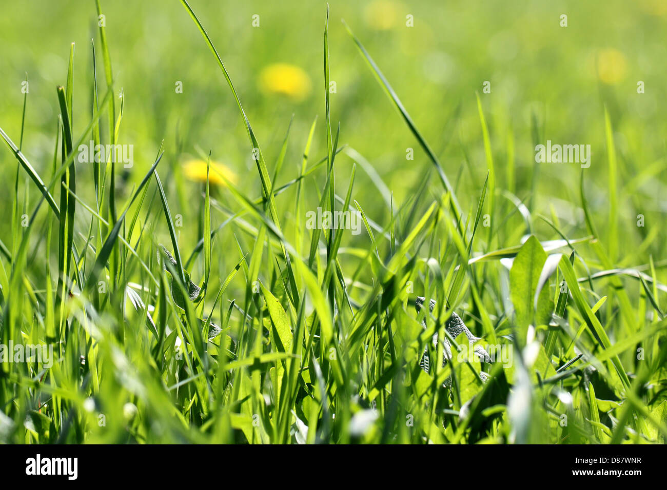 Green grass in a field on a background of flowers Stock Photo