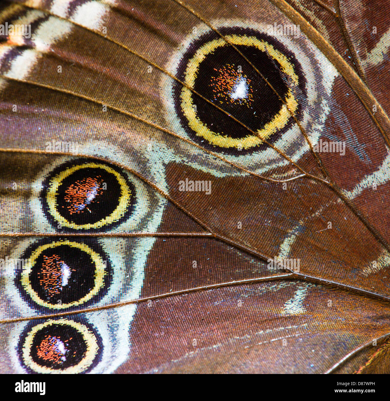 Butterfly at the Butterfly show at the Franklin Park Conservatory in