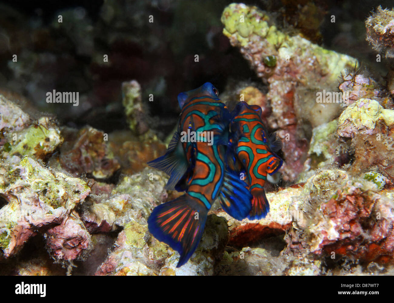Mating Mandarinfish (Synchiropus Splendidus), Lembeh Strait, Indonesia Stock Photo