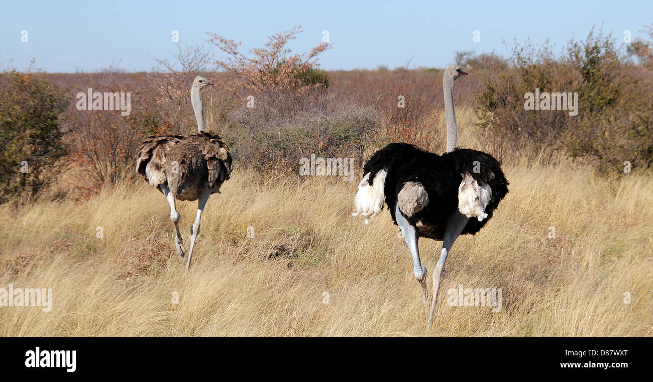 Ostriches on the Run, outside Khwai River, Botswana Stock Photo