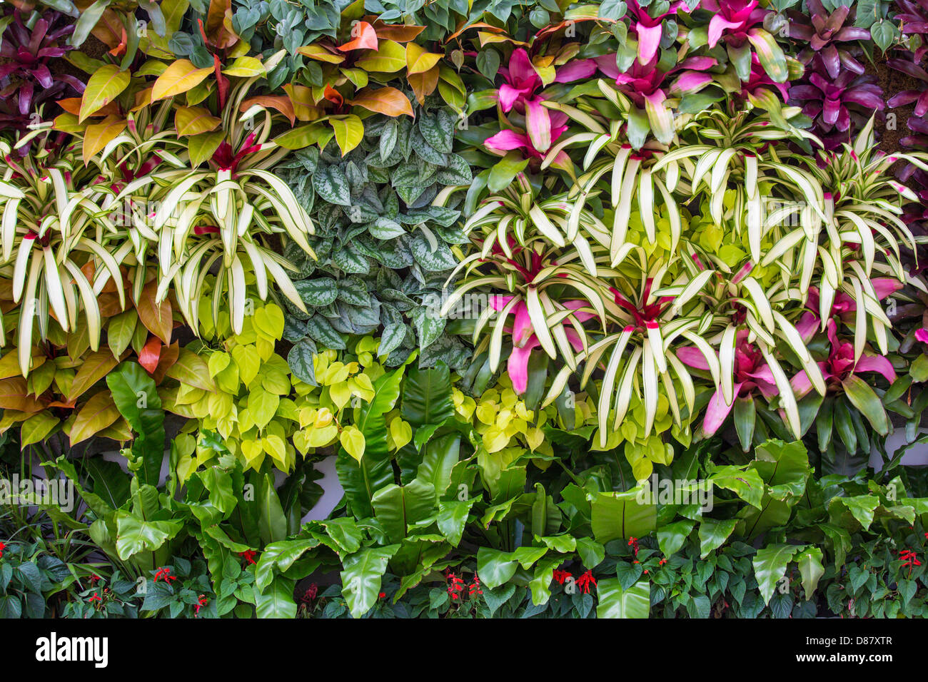 Wall of plants and flowers at the Franklin Park Conservatory in Columbus Ohio Stock Photo