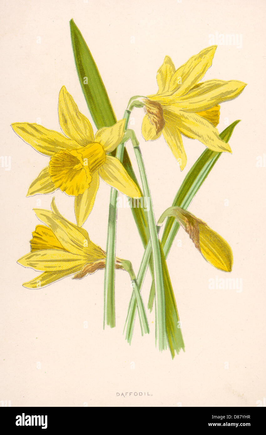 Narcissus Pseudo Narcis. Stock Photo
