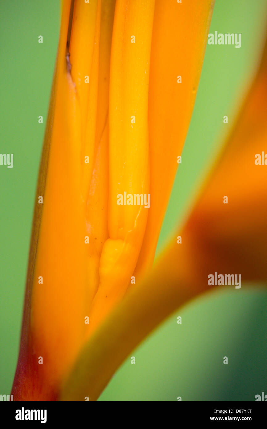 Abstract closeup image of orange tropical flower Stock Photo