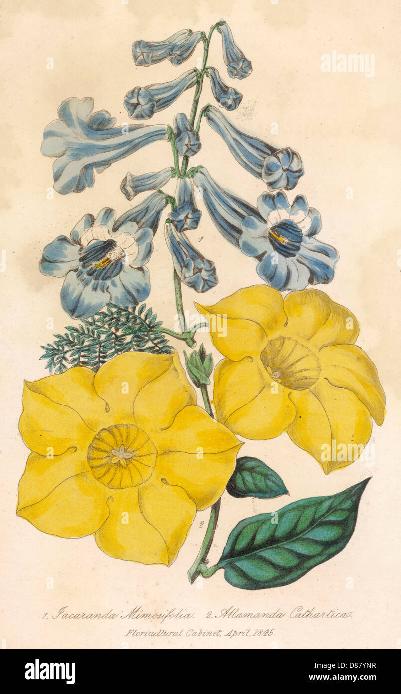 Species of species hires stock photography and images Alamy