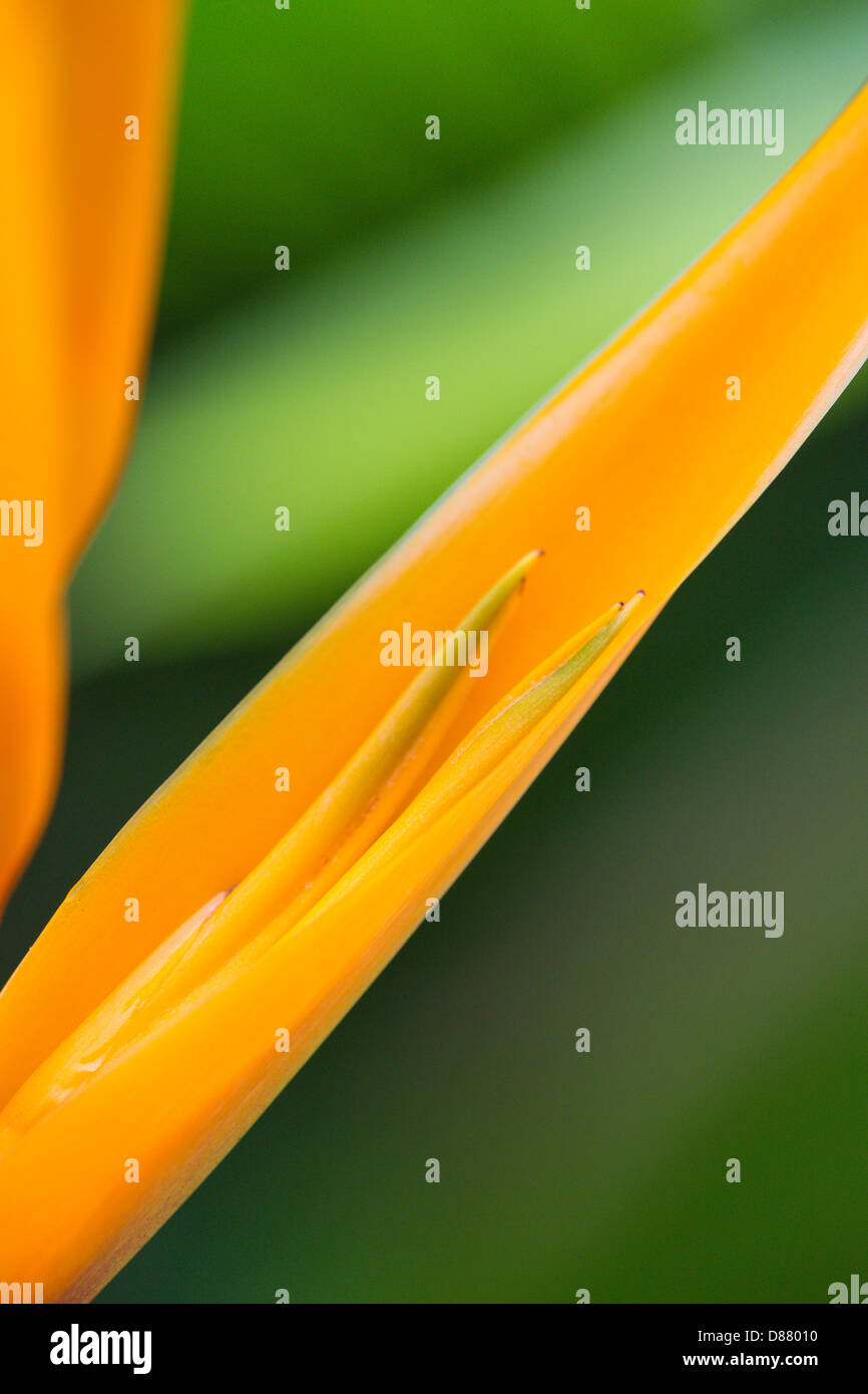 Abstract closeup image of orange tropical flower Stock Photo
