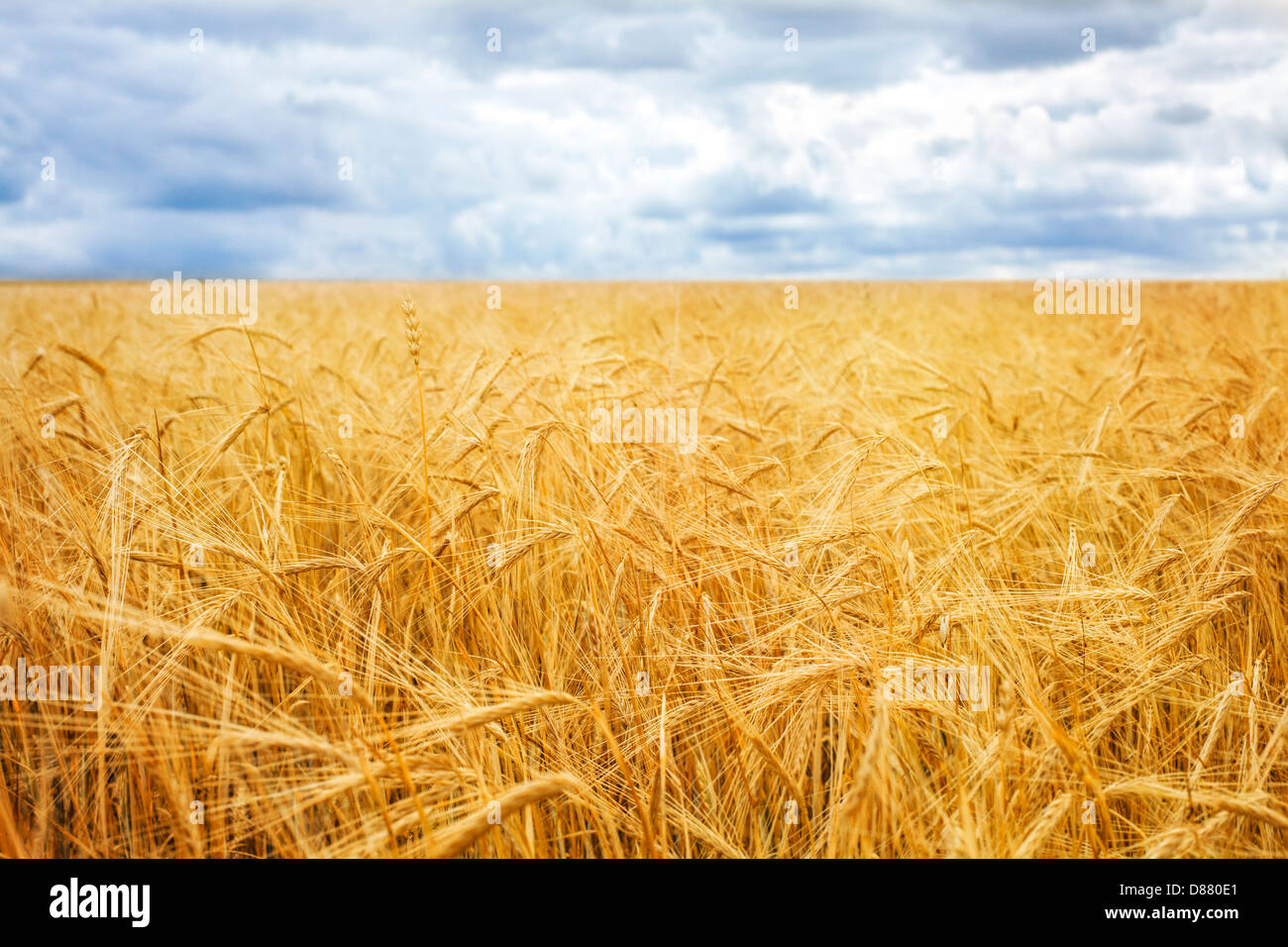 Wheat field Stock Photo