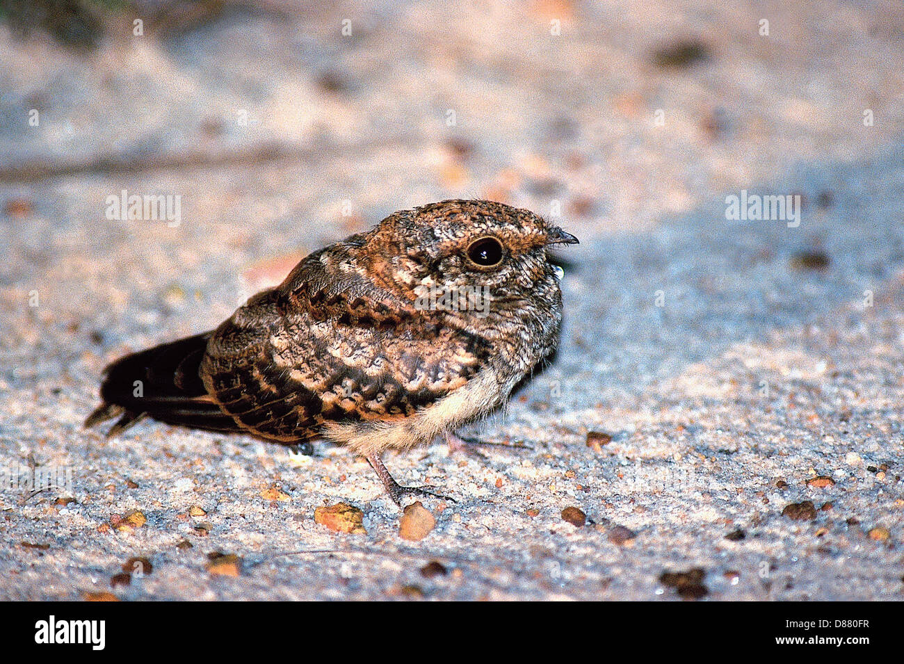 The Least Nighthawk ( Chordeiles pusillus ) is a species of nightjar in the Caprimulgidae family In Brazil known as bacurauzinho Stock Photo
