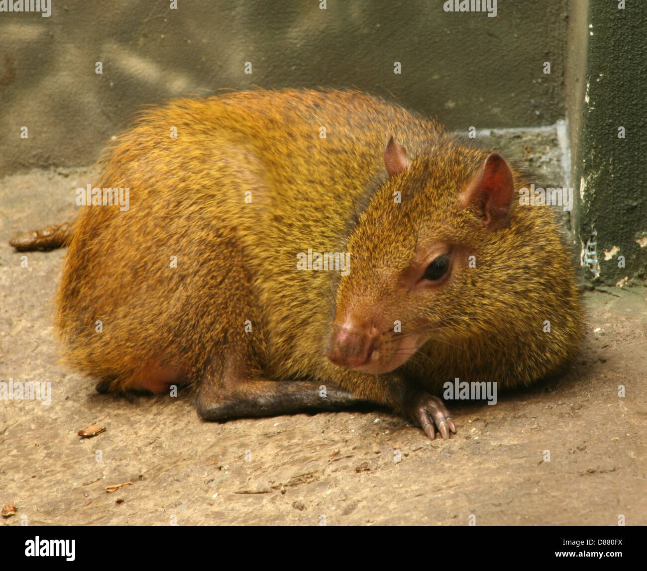 Dasyprocta leporina hires stock photography and images Alamy