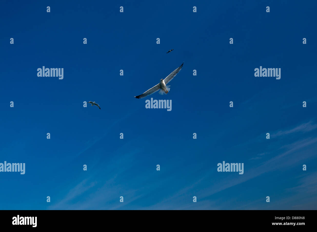 Gulls, blue, Mediterranean Sea Stock Photo