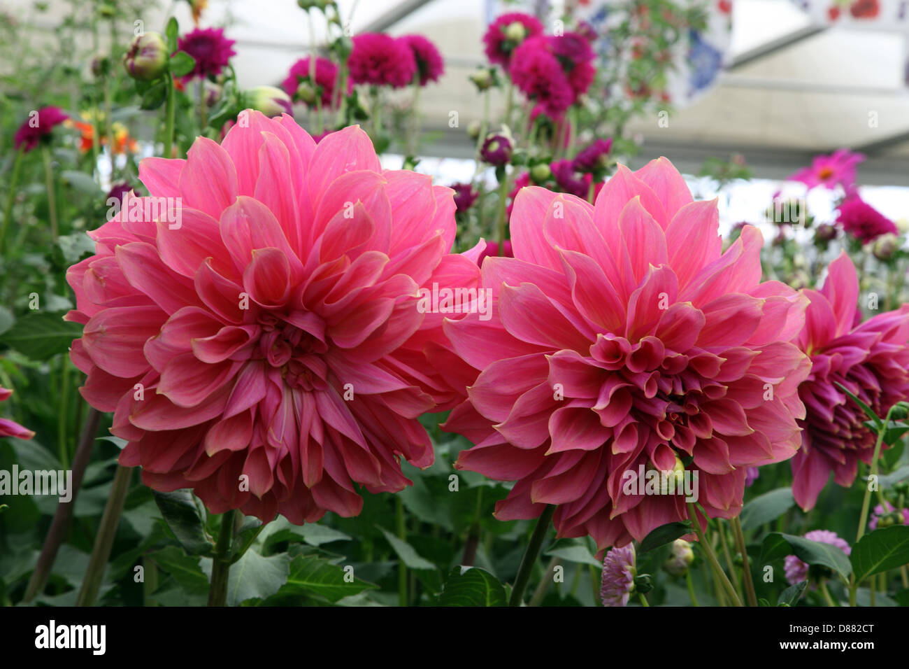 Dahlia Edge of Gold, National Dahlia Collection, RHS Chelsea Flower Shpw 2013 Stock Photo