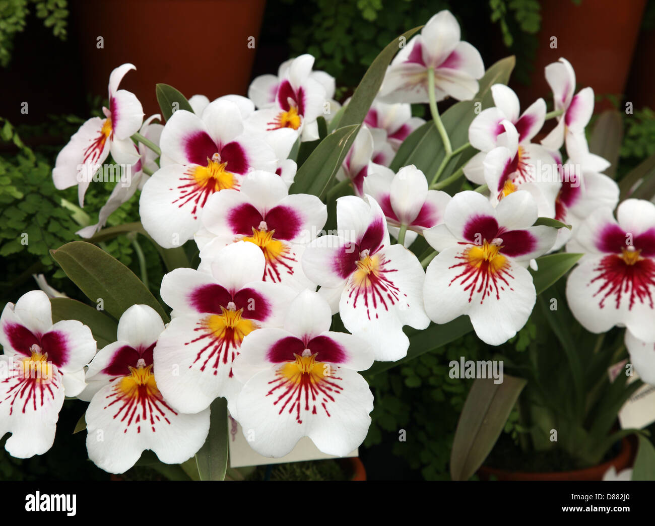 Miltoniopsis Rocqueberg, exotic orchid Stock Photo
