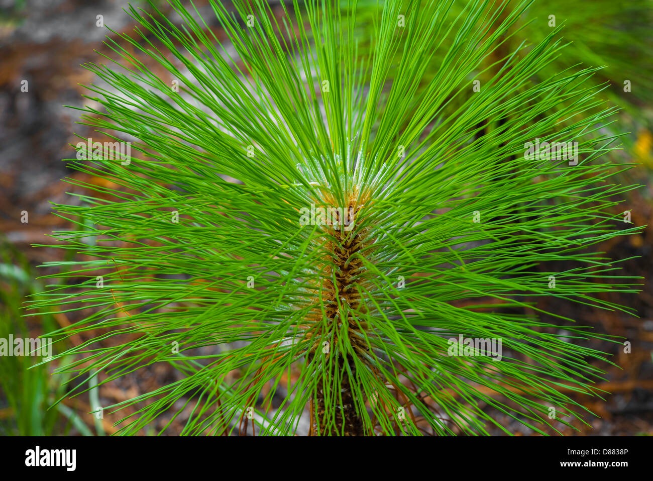 Loblolly Pine Tree Seedling Stock Photo
