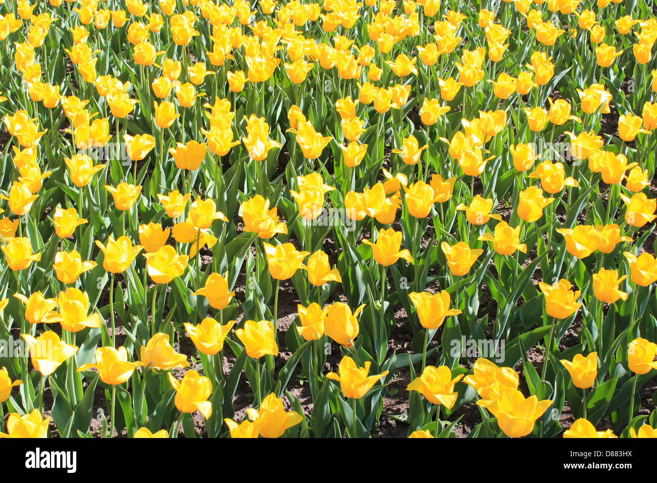 image of yellow tulips on the flower-bed Stock Photo - Alamy