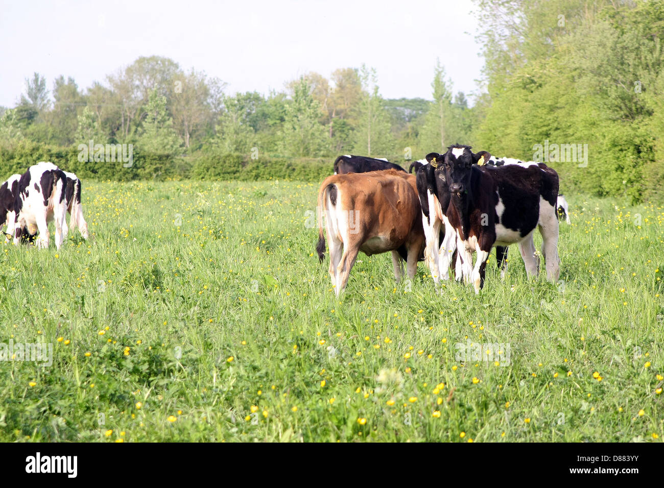 Young calves in an overgrown field near Rolstone in Somerset, May 2013 Stock Photo