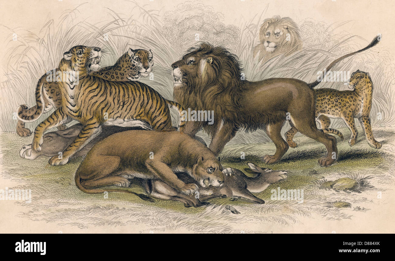 Asiatic lion lioness bengal tiger hi-res stock photography and images ...