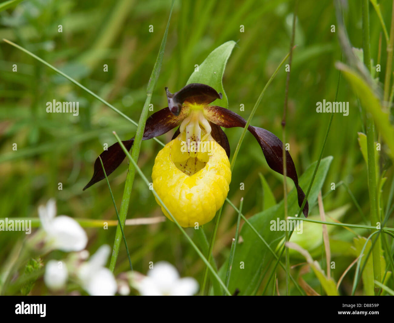 London, UK. 20th May 2013. Britains rarest Orchid, The Lady's Slipper ...