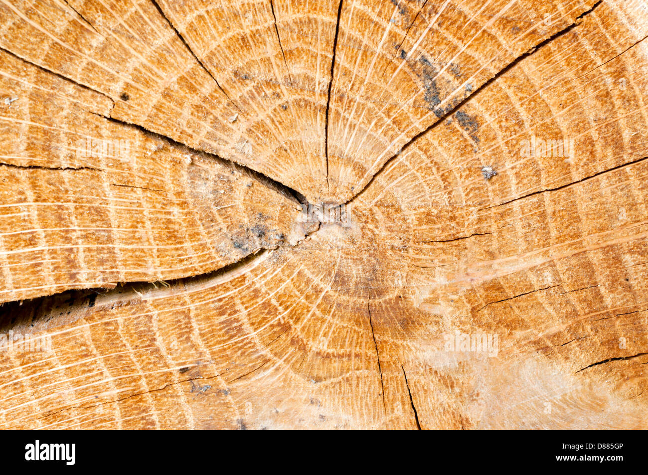 Close up to tree cut Stock Photo - Alamy