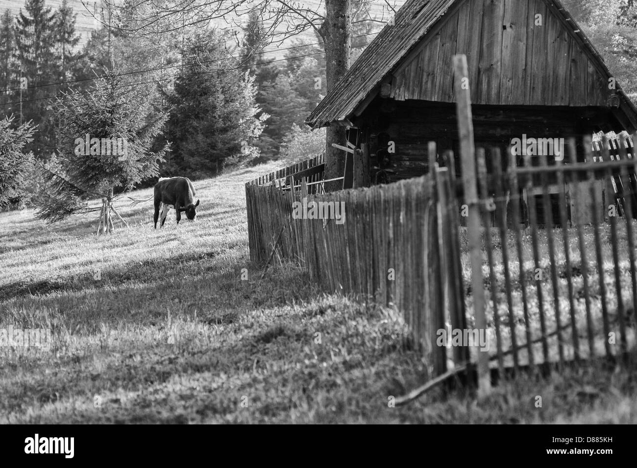 Cow on the meadow Stock Photo - Alamy