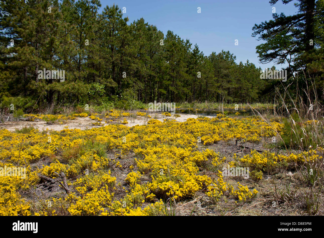 Wide view of scrubby flowering pine barrens heather - Hudsonia ericoides Stock Photo