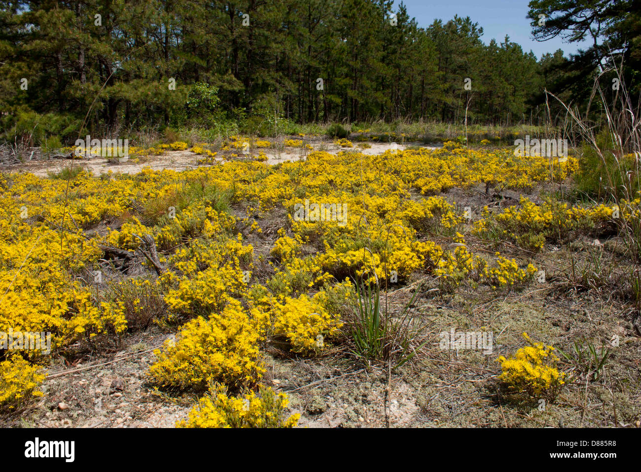 View of a scrubby patch of pine barrens heather - Hudsonia ericoides Stock Photo