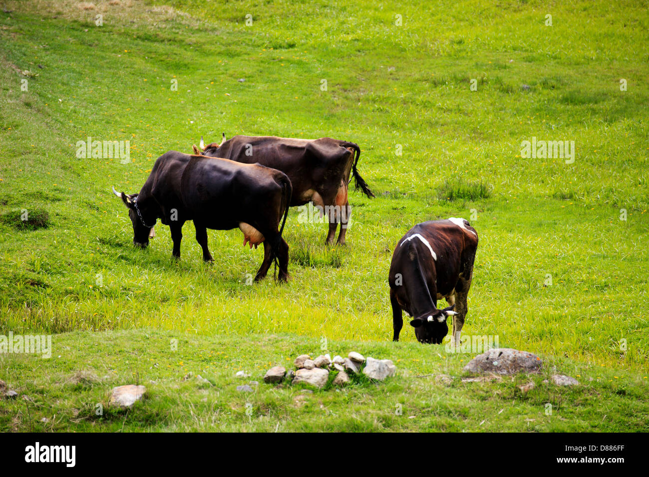 Herd of cows in green spring field Stock Photo - Alamy