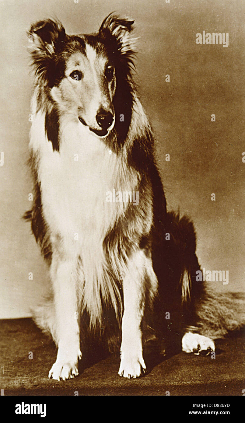 546 Lassie Film Stock Photos, High-Res Pictures, and Images