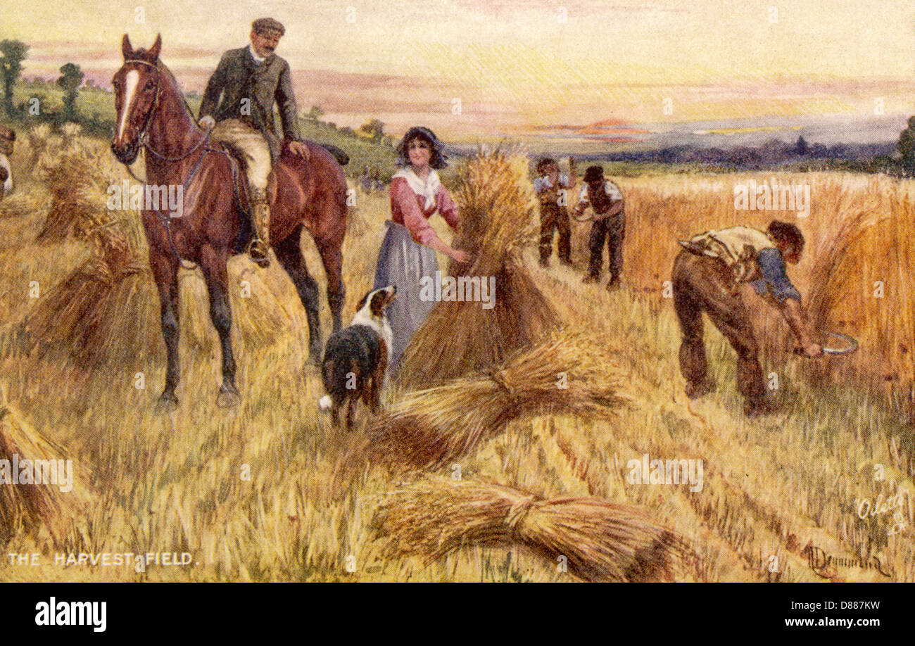 HARVESTING BY HAND Stock Photo - Alamy