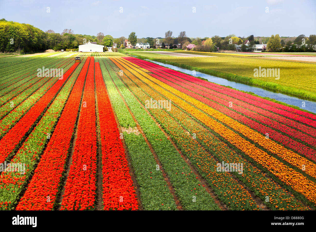 Colourful tulip bulbfields being harvested near Leiden and the Keukenhof Gardens in Holland