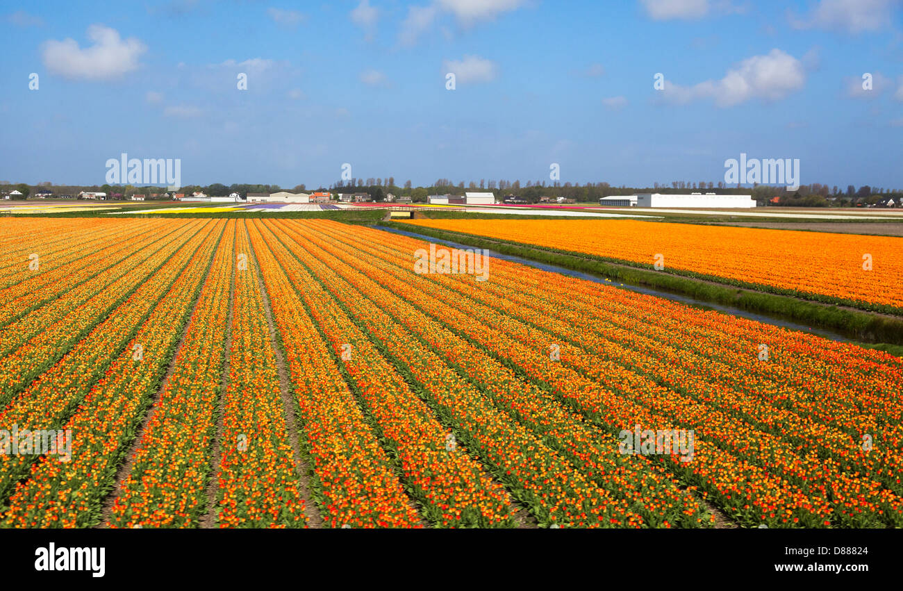 Colourful tulip bulbfields near Leiden and the Keukenhof Gardens in Holland Stock