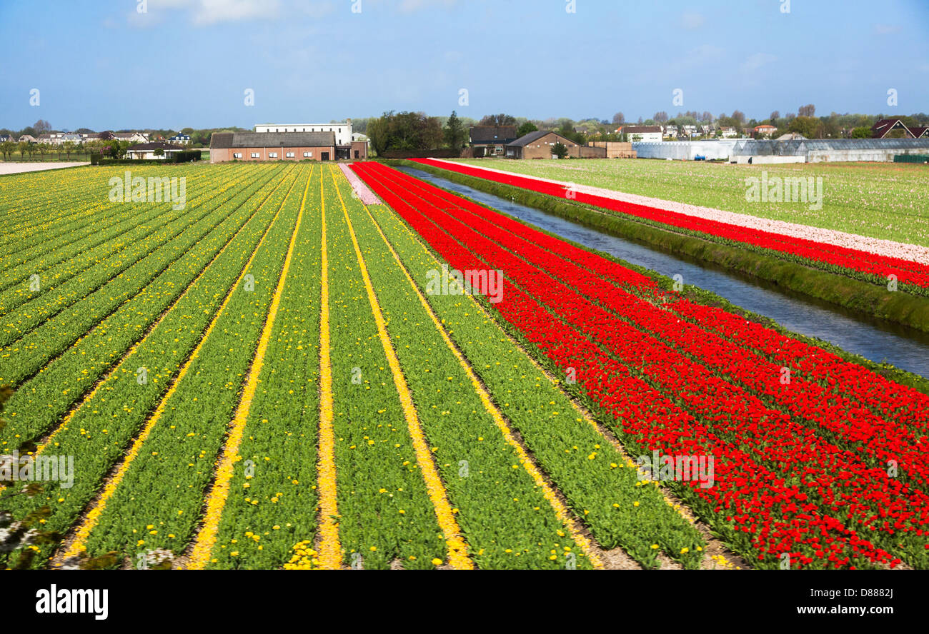 Colourful tulip bulbfields near Leiden and the Keukenhof Gardens in Holland Stock