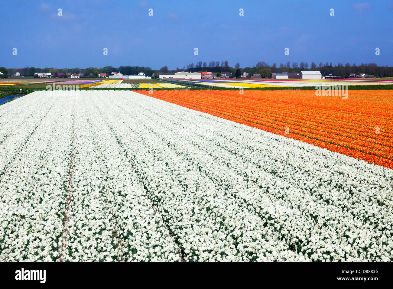 Colourful tulip and narcissus bulbfields near Leiden and the Keukenhof Gardens in Holland