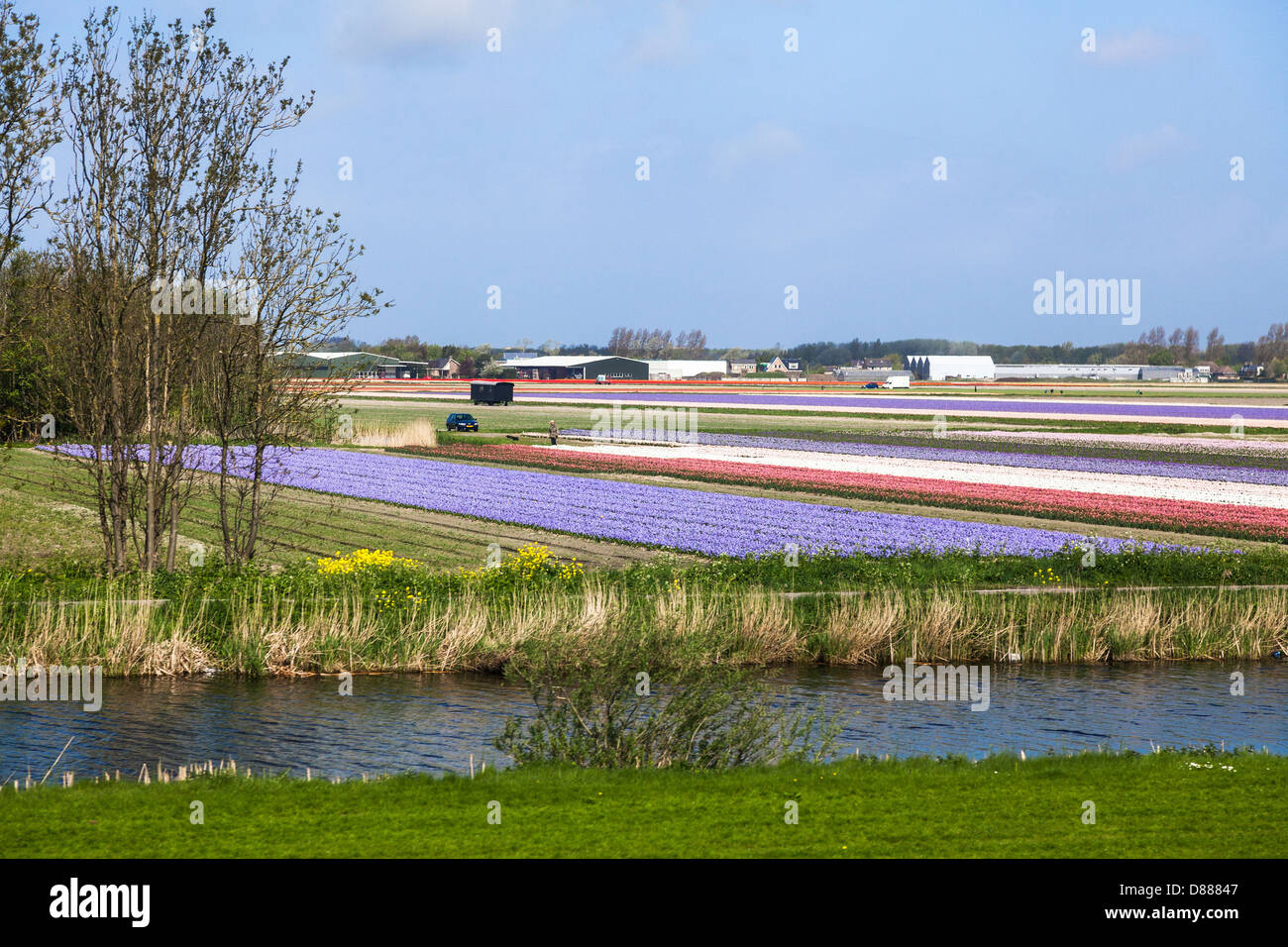 Colourful tulip and hyacinth bulbfields near Leiden and the Keukenhof Gardens in Holland