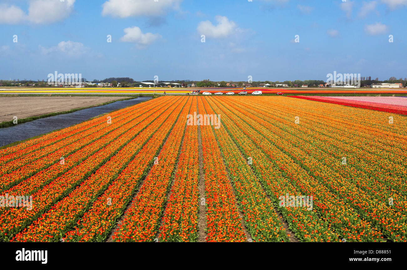 Colourful tulip bulbfields near Leiden and the Keukenhof Gardens in Holland Stock