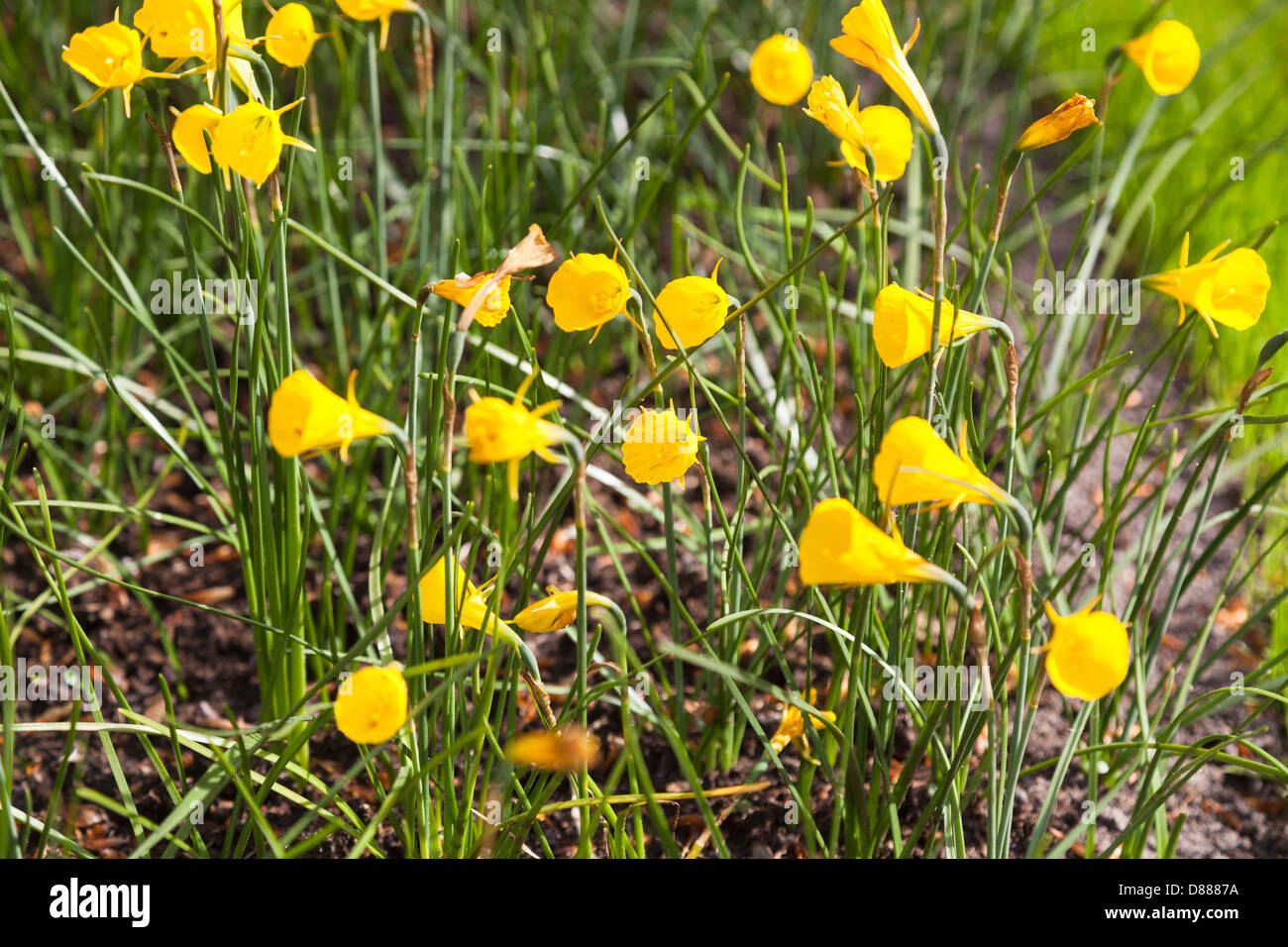 Hooped petticoat daffodils (Narcissus Bulbocodium) at the Keukenhof Gardens, Lisse, Holland Stock Photo