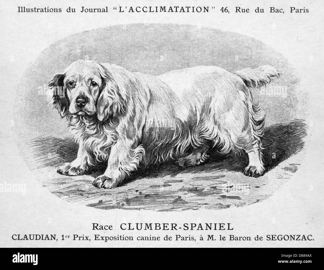 Clumber Spaniel Dog Stock Photo