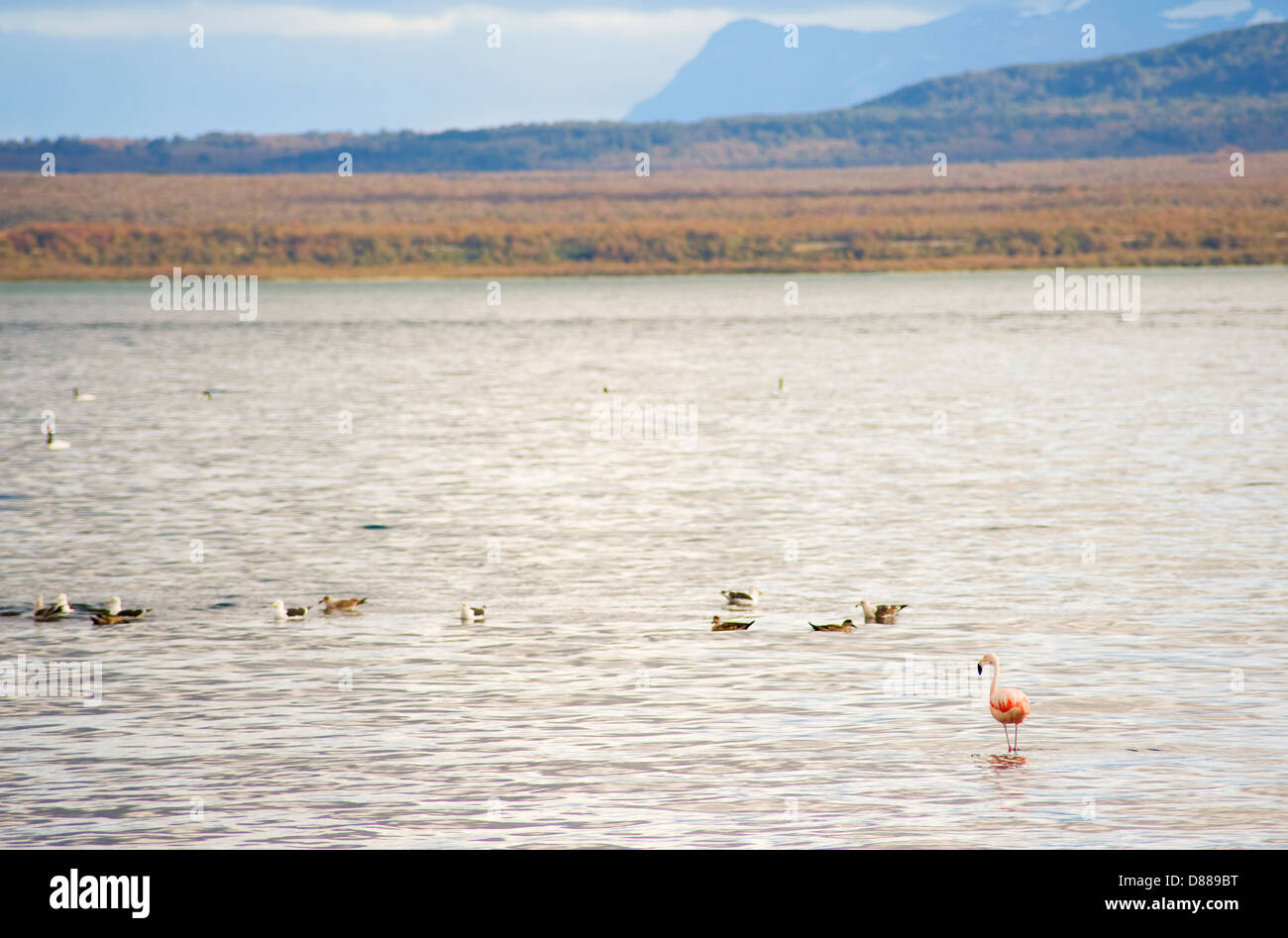 A lone flamingo in Chilean Patagonia Stock Photo