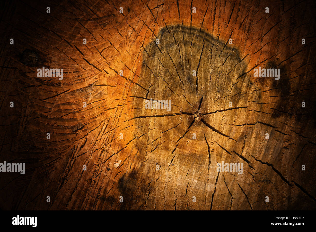 Stump texture hi-res stock photography and images - Alamy