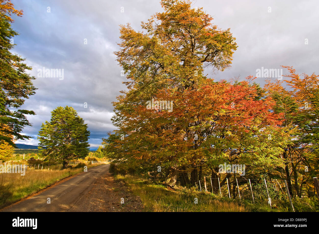 Fall foliage near Puerto Natales, Chile Stock Photo