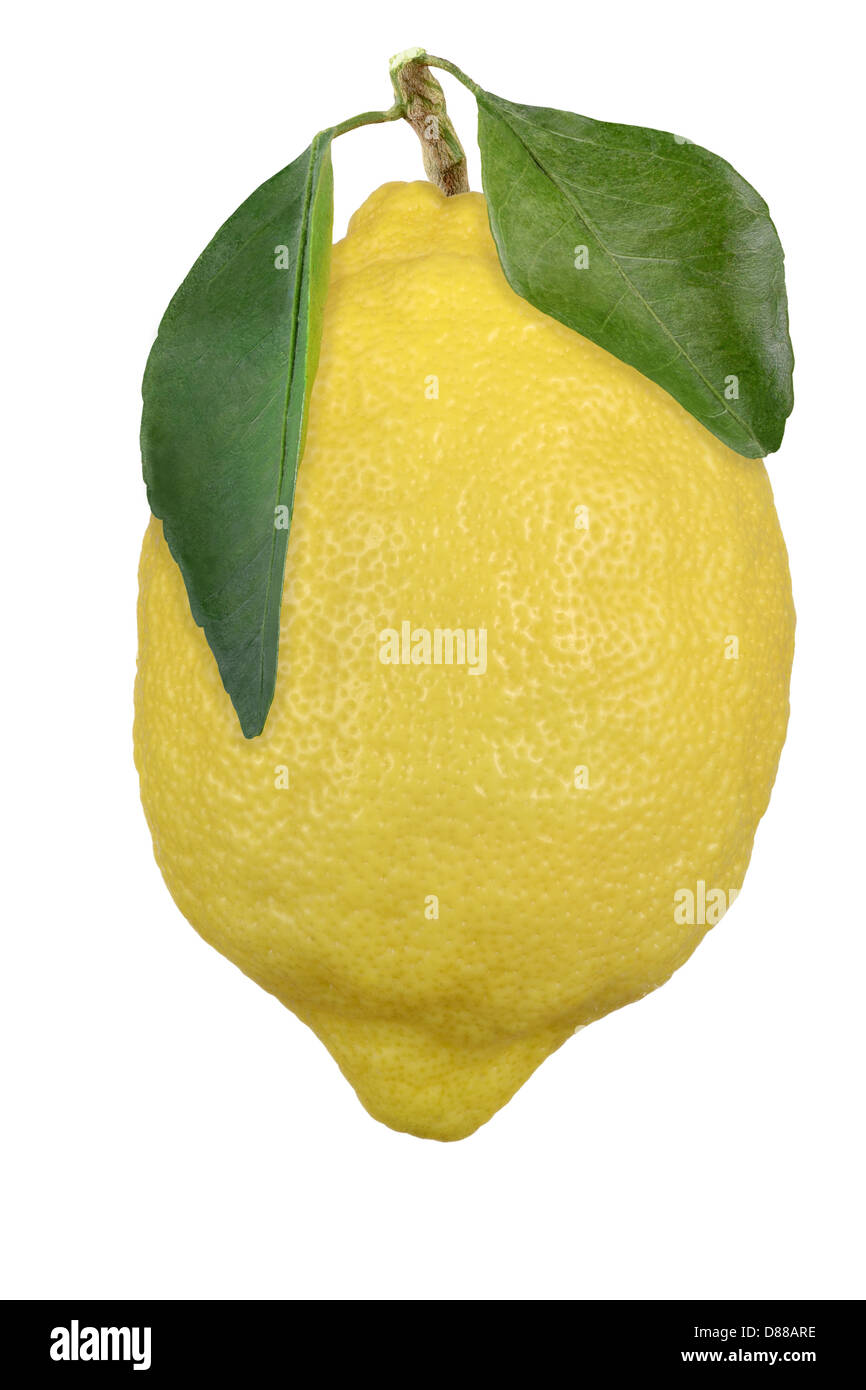 Lemon with branch and leaves Stock Photo