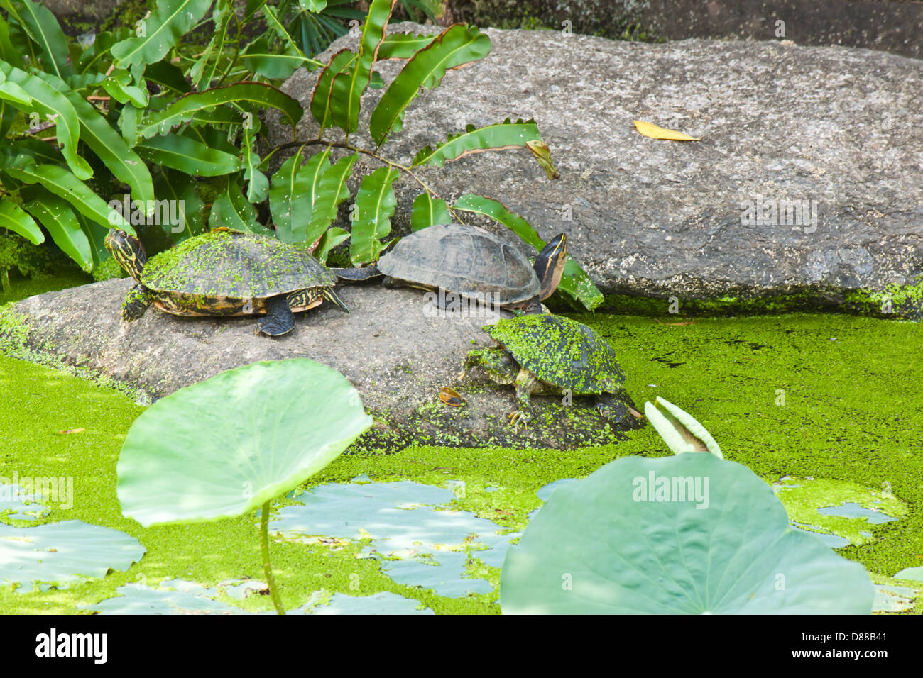 Turtle rock island hi-res stock photography and images - Alamy