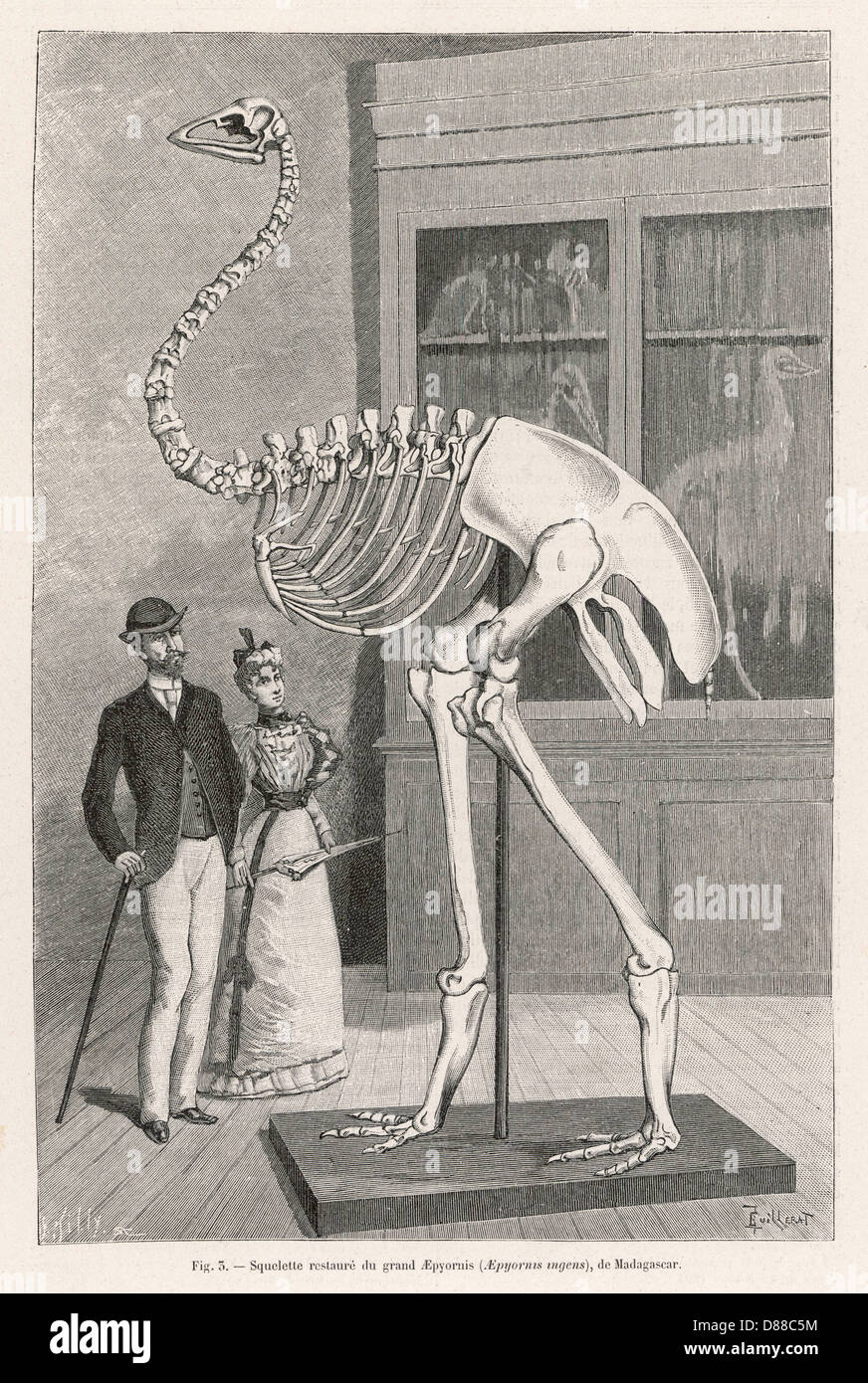 Aepyornis Skeleton - Moa Stock Photo