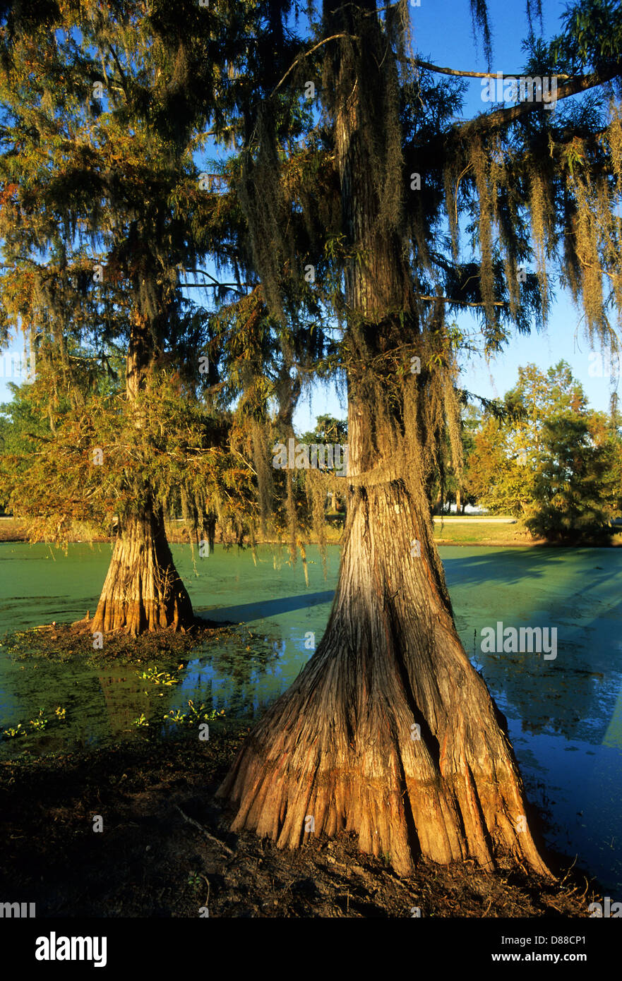 Elk283-3831v Louisiana, Cajun Country, Lafayette, Lake Martin, bald cypress with Spanish moss Stock Photo