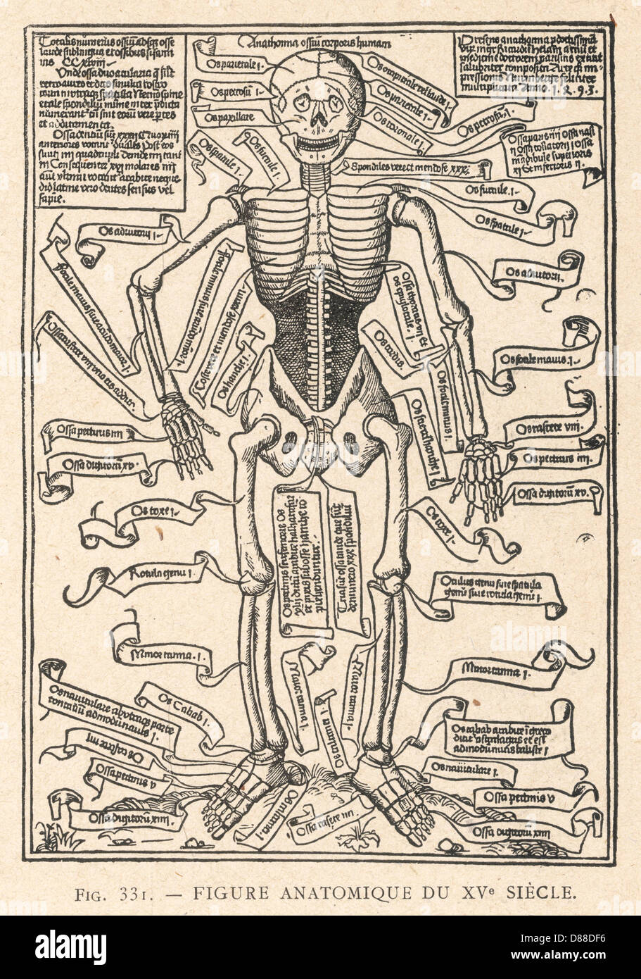 ANATOMICAL FIGURE 1493 Stock Photo