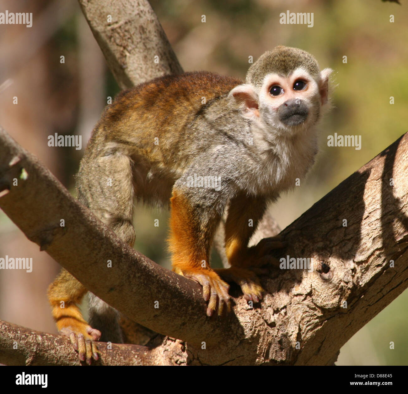 Saimiri sciureus Phoenix Zoo Stock Photo Alamy