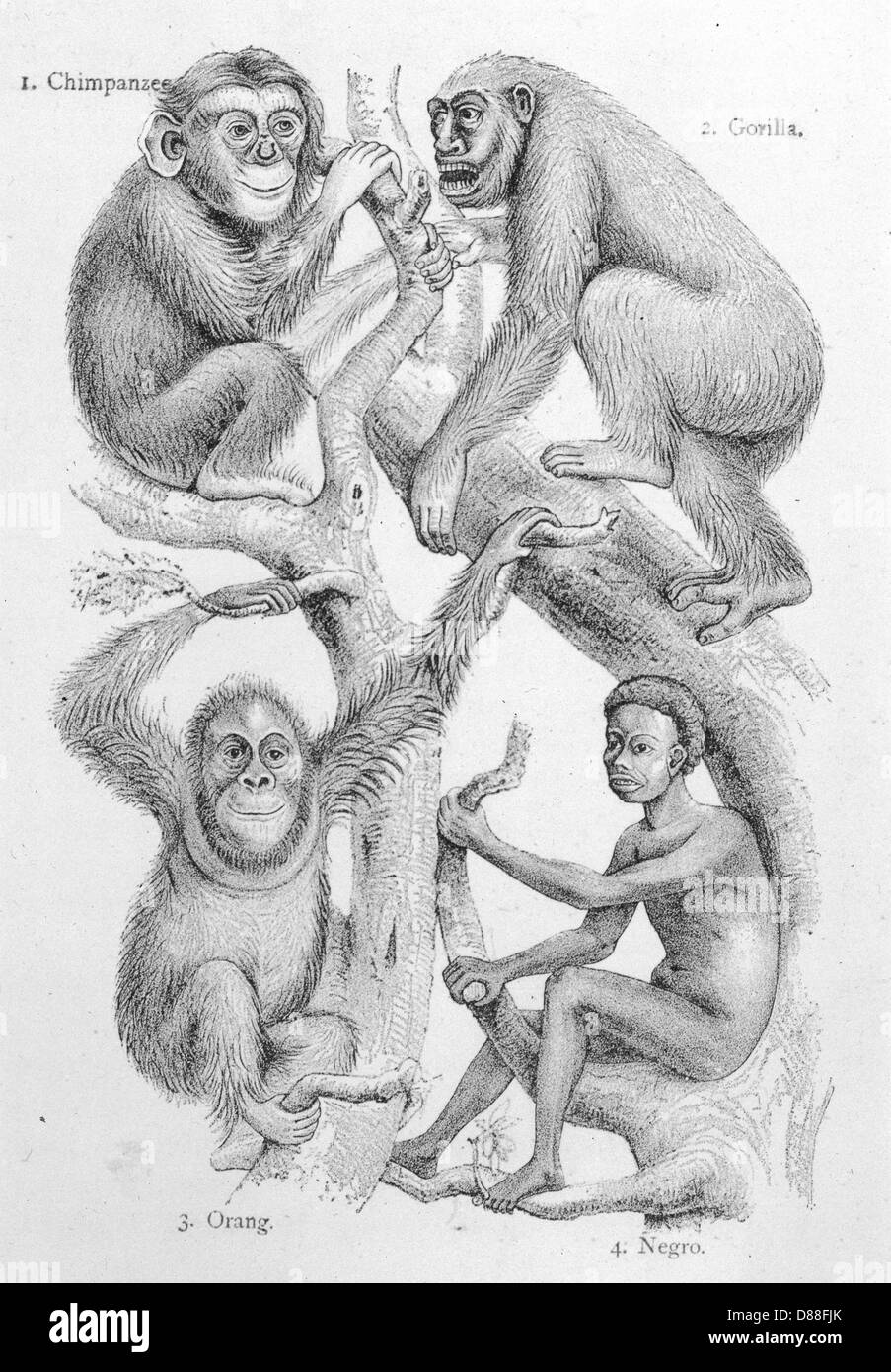 Man and Other Primates Stock Photo