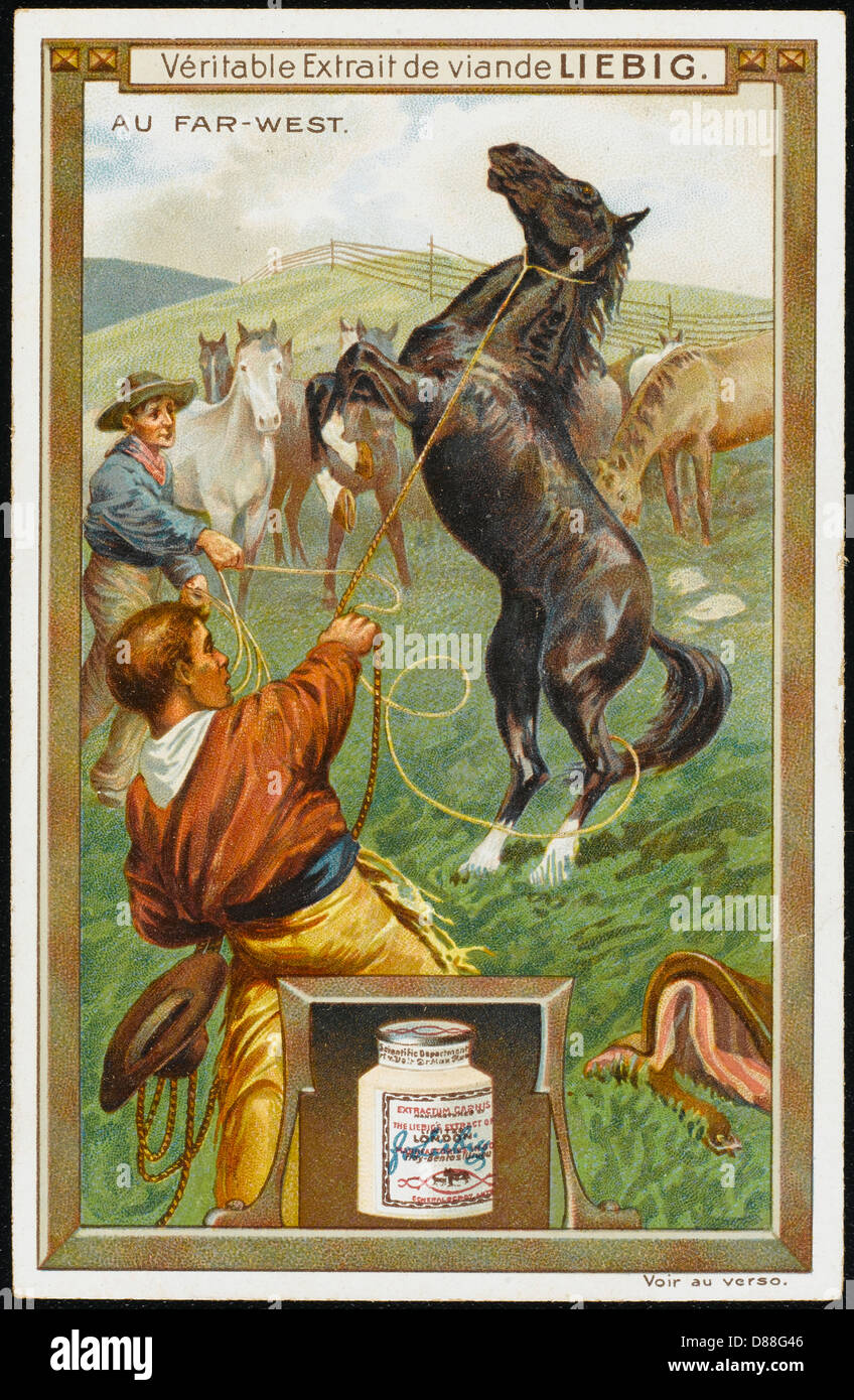 BREAKING IN HORSES Stock Photo Alamy